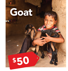 goat $50