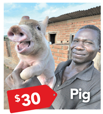Pig $30