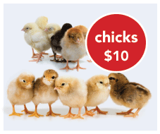 <chicks $10>