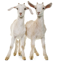 Pair of goats