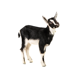 Goat: $50