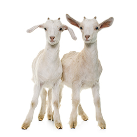 Pair of goats: $100