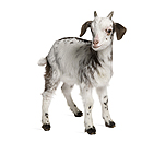 goat